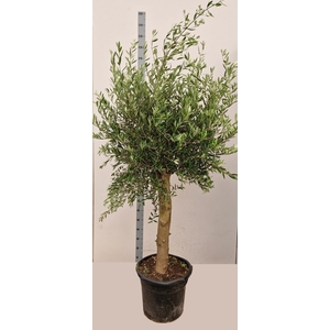 OLEA EUROPAEA