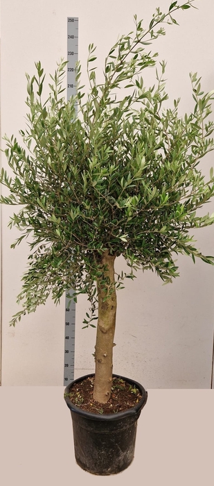 <h4>OLEA EUROPAEA</h4>
