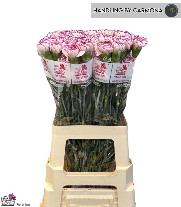 <h4>DI ST DAMASCUS</h4>