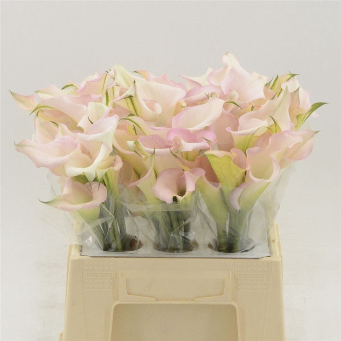<h4>Calla Melrose</h4>
