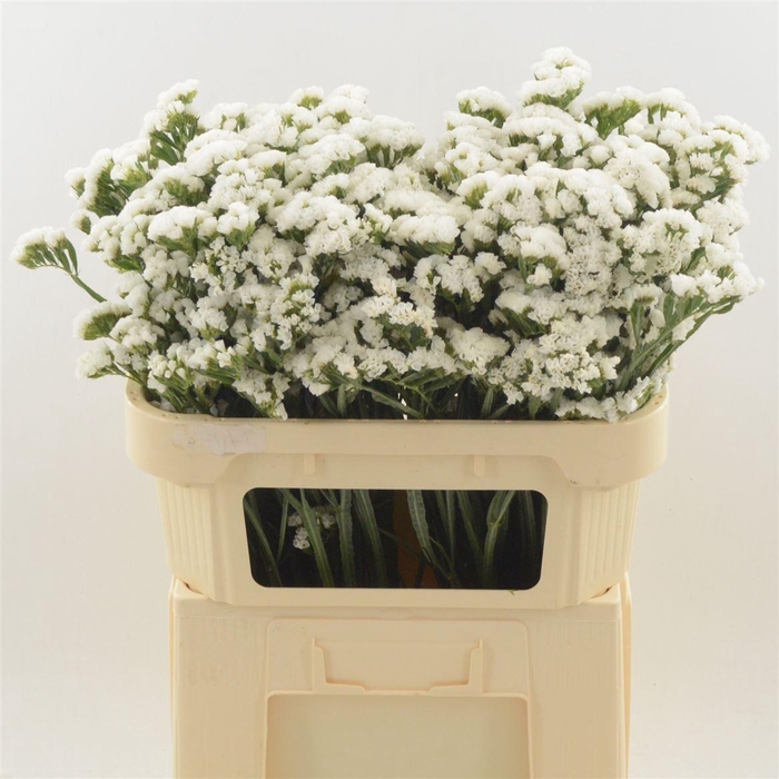 <h4>Statice Paula White+ | Heavy Quality</h4>