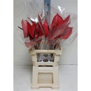 Anthurium (Andreanum Grp) Cerato
