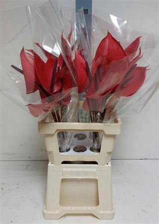 <h4>Anthurium (Andreanum Grp) Cerato</h4>