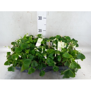 Oxalis trian. ssp papilion.