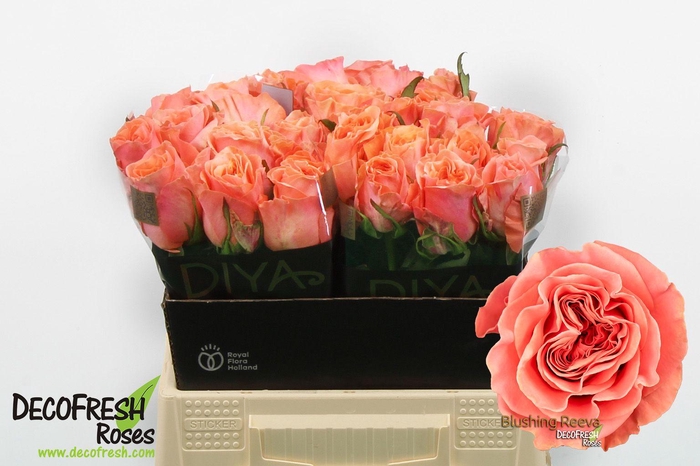 <h4>R Gr Blushing Reeva</h4>