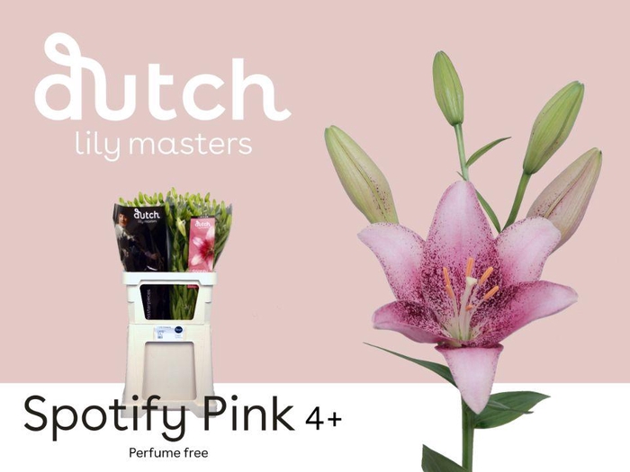 <h4>LI LA SPOTIFY PINK# 4+</h4>