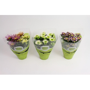 Chrysanthemum Indicum Splash mix
