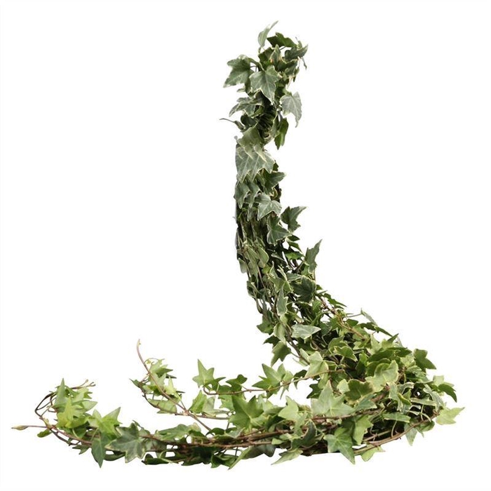 <h4>Hedera Rank Variegata</h4>