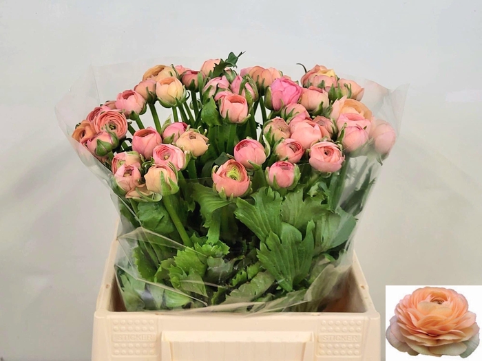 <h4>RAN EL SALMON</h4>