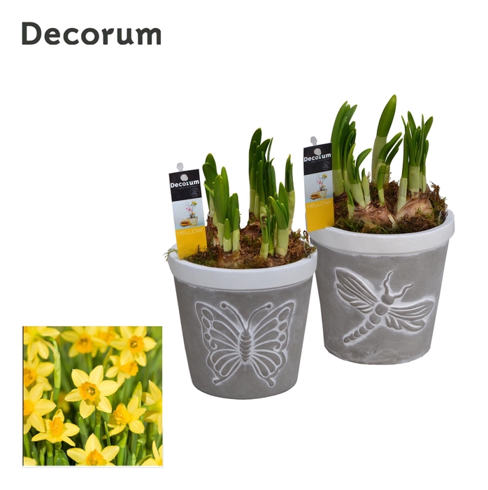 <h4>ARR NARCISSUS</h4>