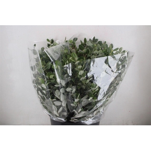 Pittosp Ralphi Leaves 200gr P Bunch