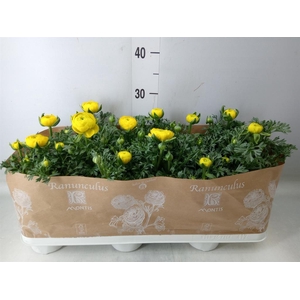 Ranunculus  'Sprinkles Yellow'