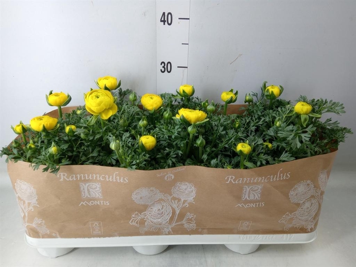 <h4>Ranunculus  'Sprinkles Yellow'</h4>