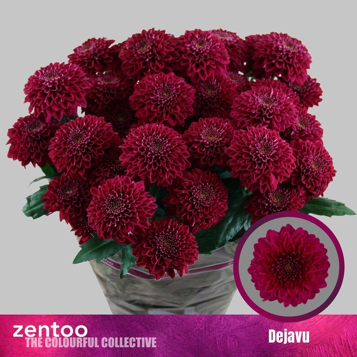 <h4>CHRYSANTHEMUM TR 'DEJAVU'</h4>