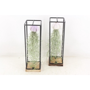 arr3 CP - Ijzer frame hang schelp