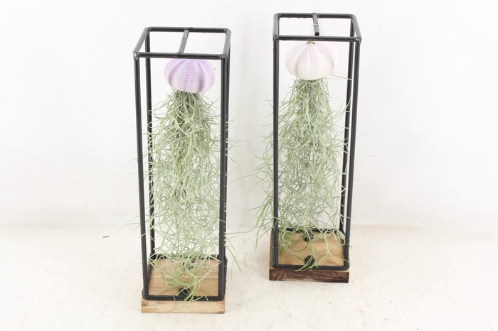 <h4>arr3 CP - Ijzer frame hang schelp</h4>