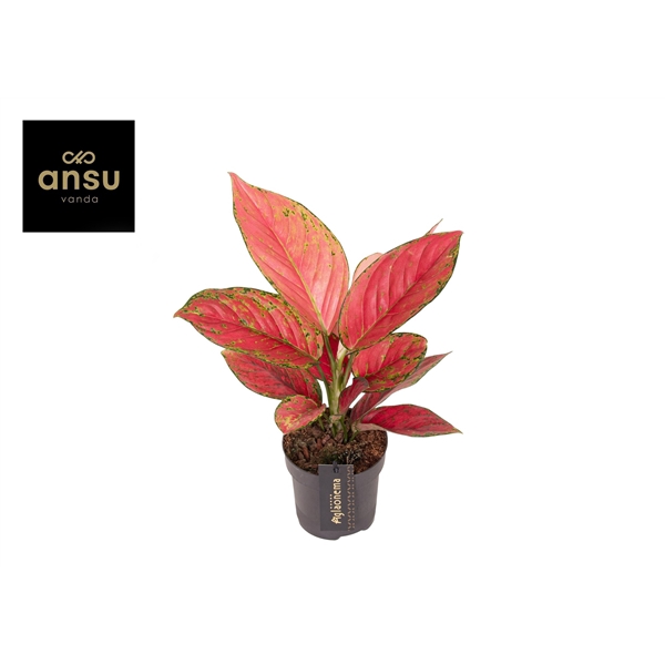 <h4>Aglaonema Ruby Love</h4>