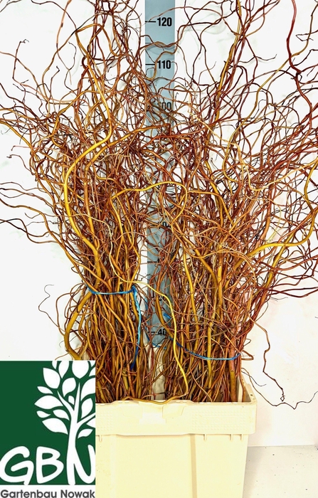 <h4>SALIX OV BS</h4>