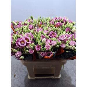 Eus G Rosi Rose Pink