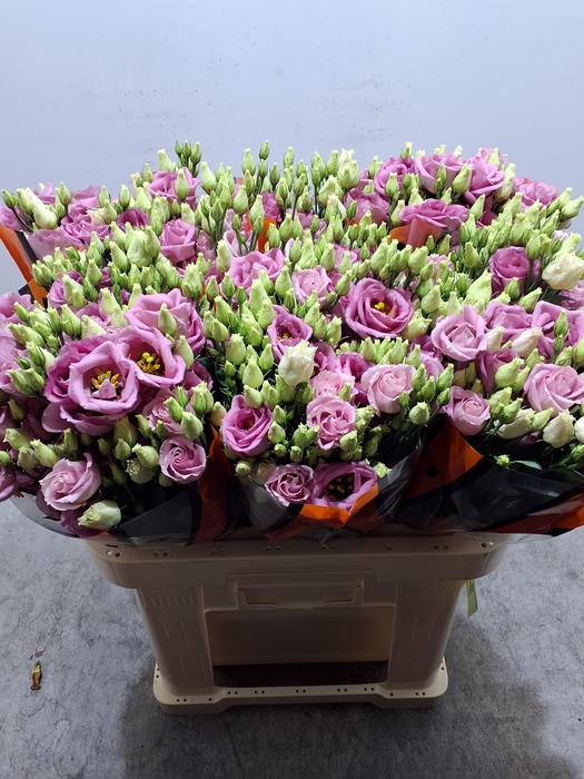 <h4>Eus G Rosi Rose Pink</h4>