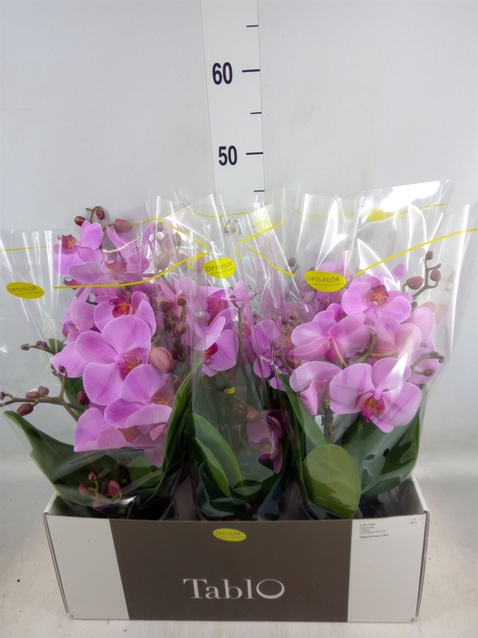 <h4>Phalaenopsis   ...rose</h4>