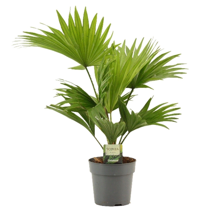 <h4>Livistona Rotundifolia 12 cm</h4>