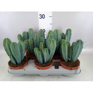 Cereus   ...
