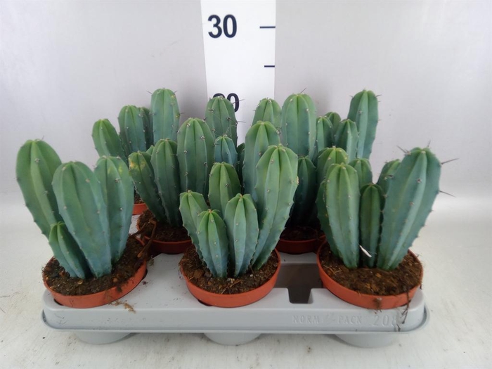 <h4>Cereus   ...</h4>