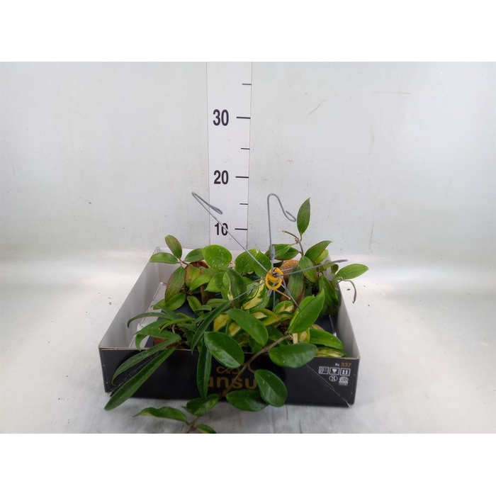 <h4>Hoya   ...mix</h4>