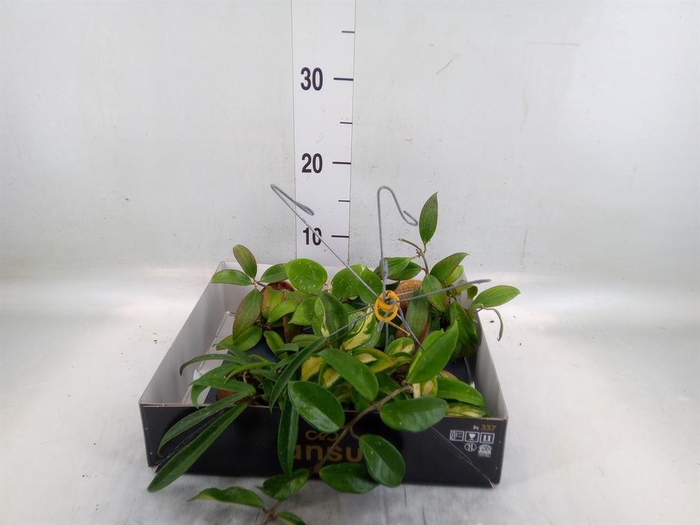 <h4>Hoya ...mix</h4>