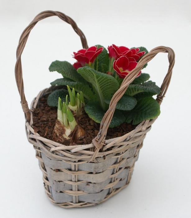 <h4>Primula Tasje (1x Tete, 1x Prim)</h4>