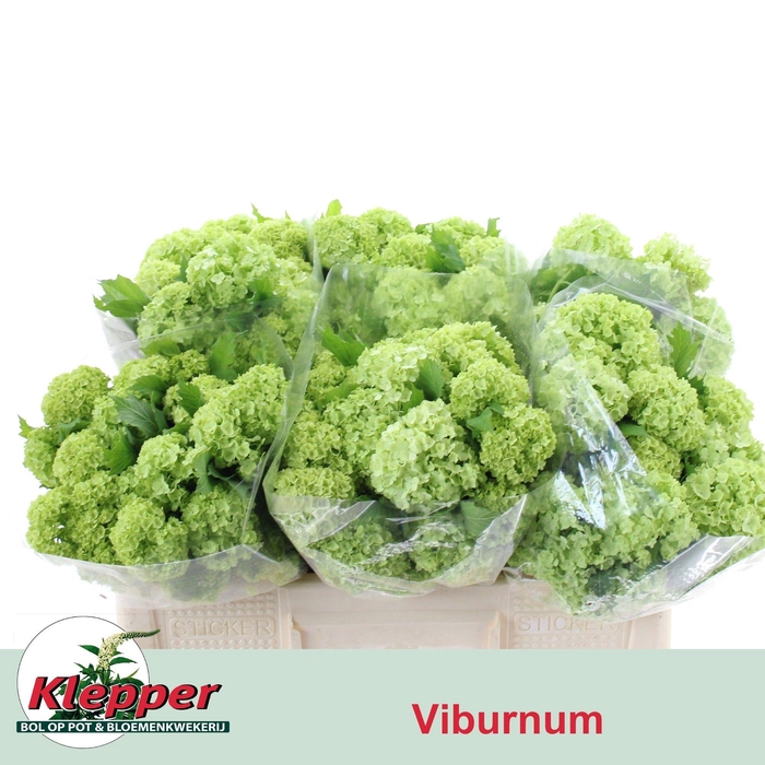 <h4>VIBURNUM ROSEUM ST</h4>