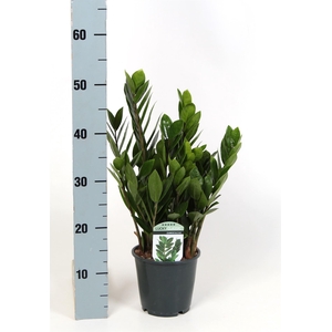 Zamioculcas zamiifolia