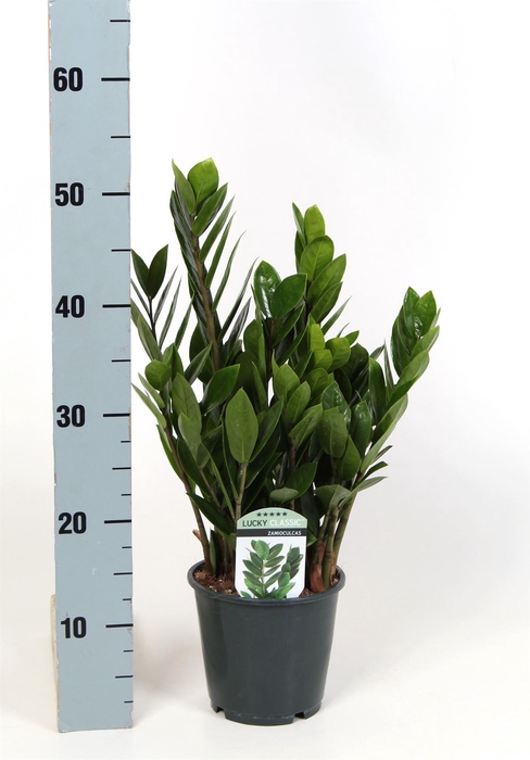 <h4>Zamioculcas zamiifolia</h4>