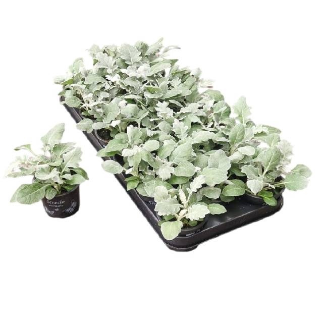 <h4>JACOBAEA MARITIMA</h4>