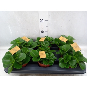 Peperomia obt. 'Green Gold'