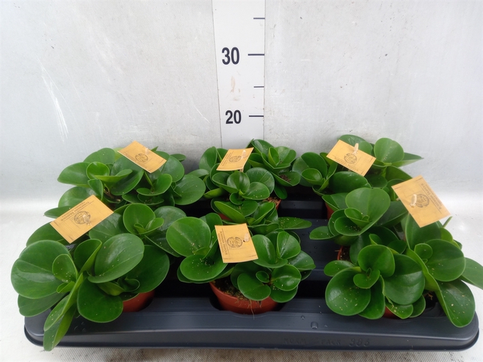 <h4>Peperomia obt. 'Green Gold'</h4>