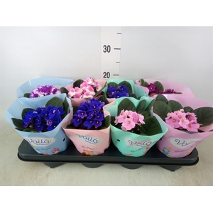 Saintpaulia   ...mix