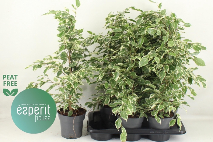 <h4>FIC BE TWILIGHT</h4>