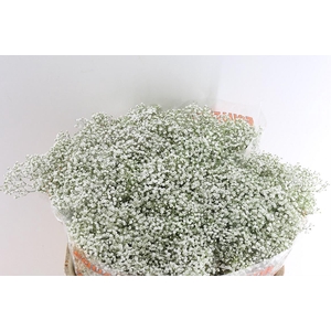 Gyps Pa Million Star 35 Gram