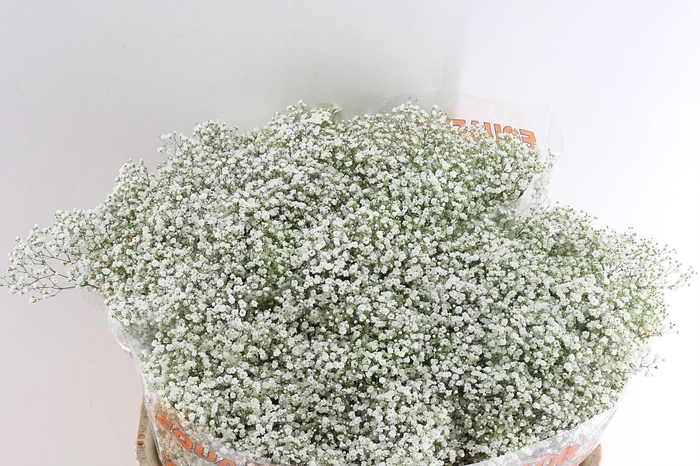 <h4>Gyps Pa Million Star 35 Gram</h4>