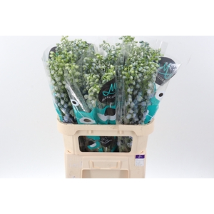 Delph Du Guard Laven 80cm