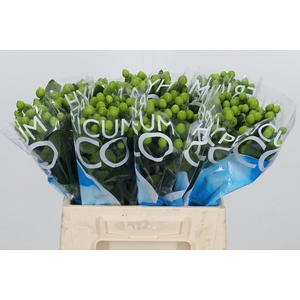 Hyp Coco Bamboo