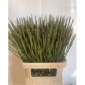 Veronicastrum Fascinatio Van Cleef