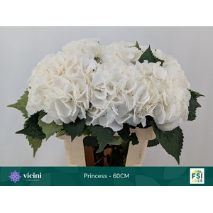 Hydrangea royal princess