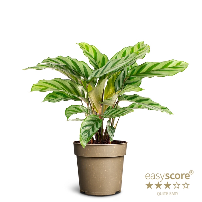 CALATHEA SPECIES p11