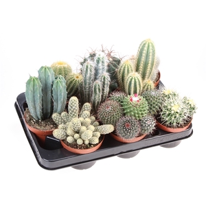 Cactus mix