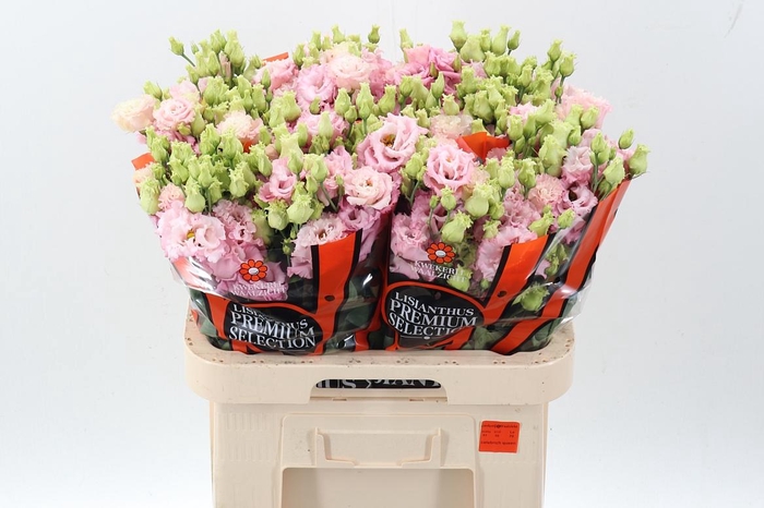 <h4>Eus G Celeb Queen</h4>