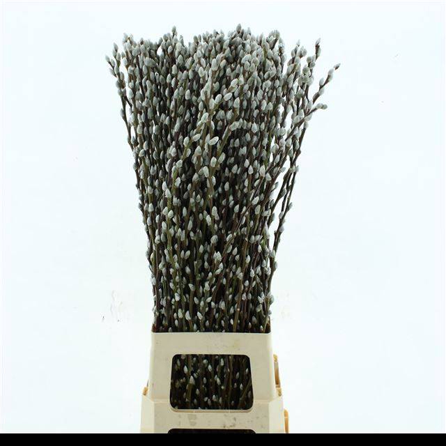 <h4>SALIX CA SNOW FLAKE</h4>