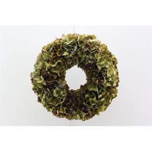 Wr Hydrangea Dried 35cm
